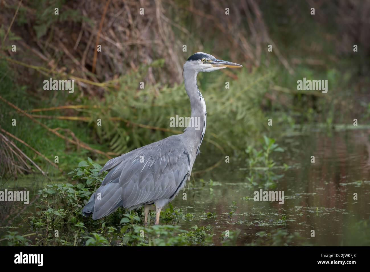 Grey heron standing patiently for a fish to swim by Stock Photo