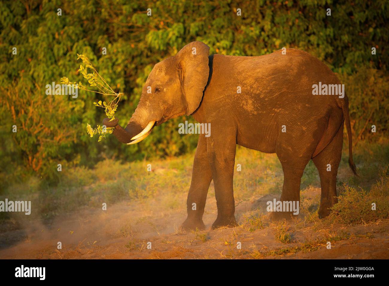 African Elephant (Loxodonta africana), juvenile playing with branch, Savuti, Chobe National Park, Botswana, Africa Stock Photo