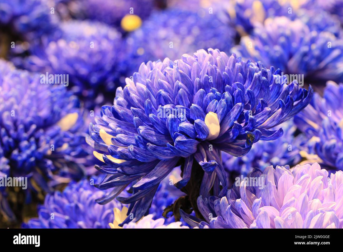 Chrysanthemum flowers,close-up of purple with blue Chrysanthemum flowers in full bloom in the garden Stock Photo