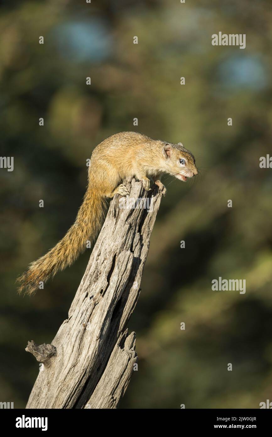 Smith’s Bush Squirrel (Paraxerus cepapi), Savuti, Chobe National Park, Botswana, Africa Stock Photo