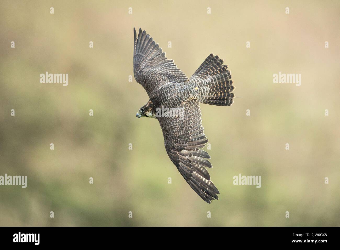 Lanner Falcon (Falco biarmicus) in flight (C) West Yorkshire, England, UK Stock Photo