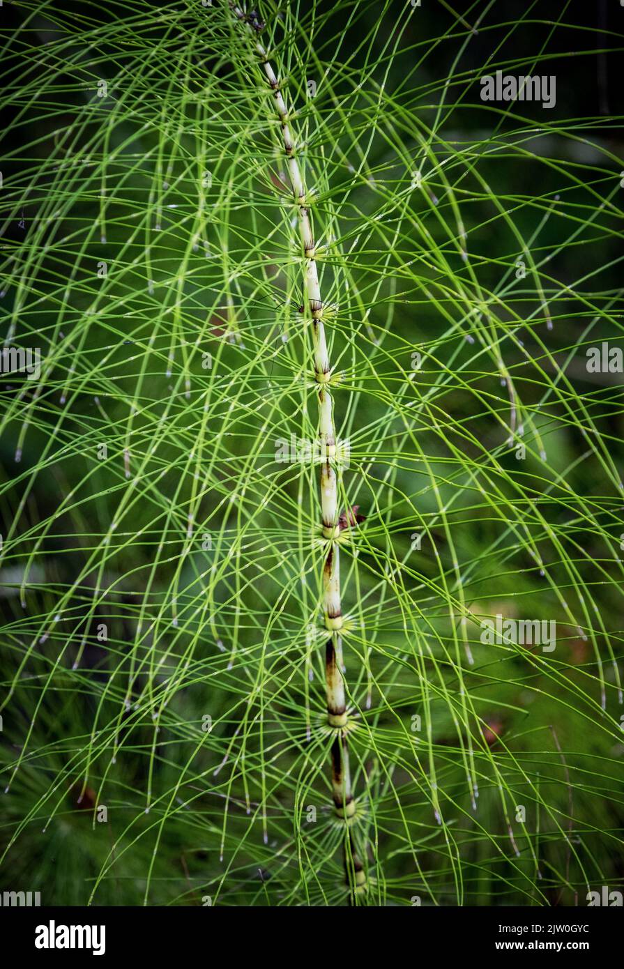 The Great Horsetail plant in full flower in marshland, Worcestershire, England. Stock Photo