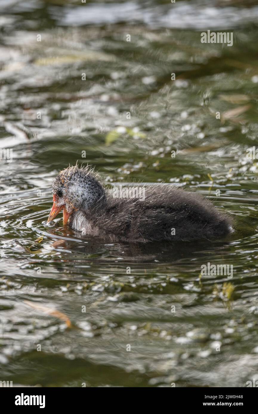 Another baby cute Coot in local ponds Stock Photo