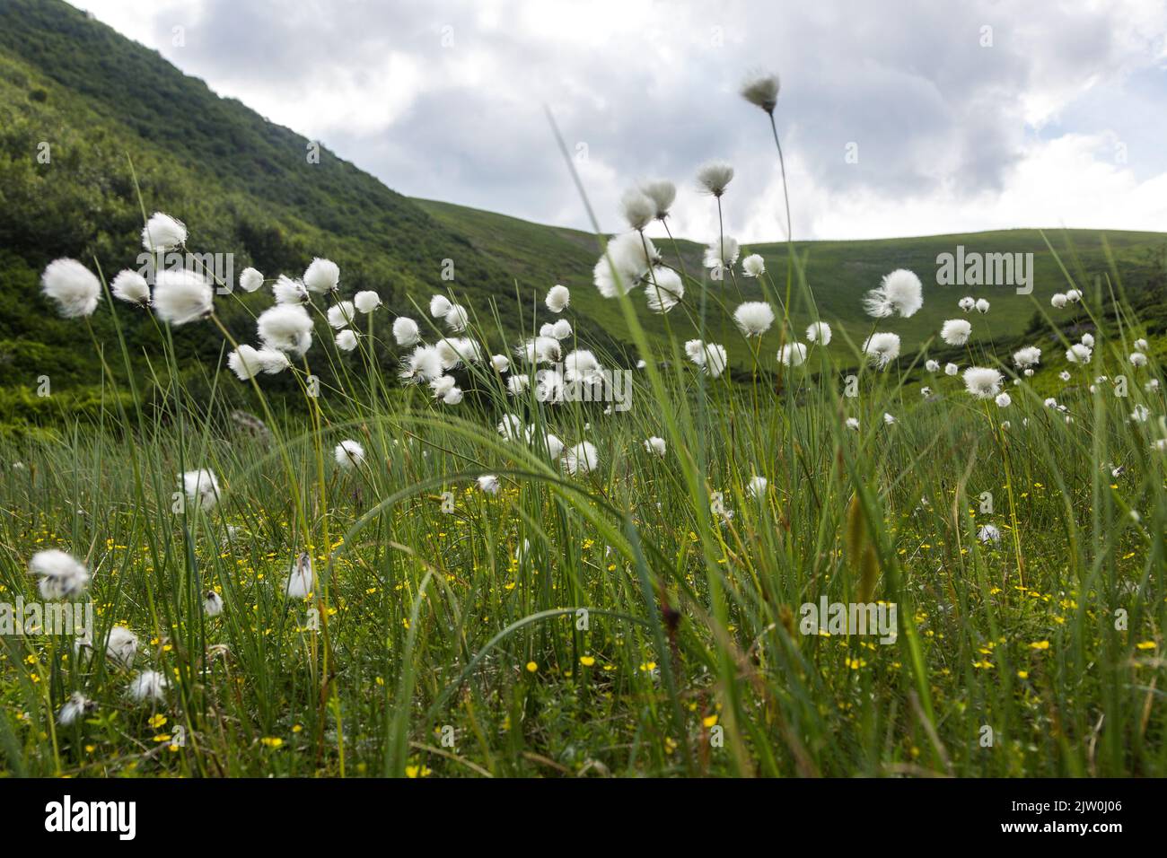 Eriophorum latifolium, commonly known as broad-leaved bog-cotton and ...