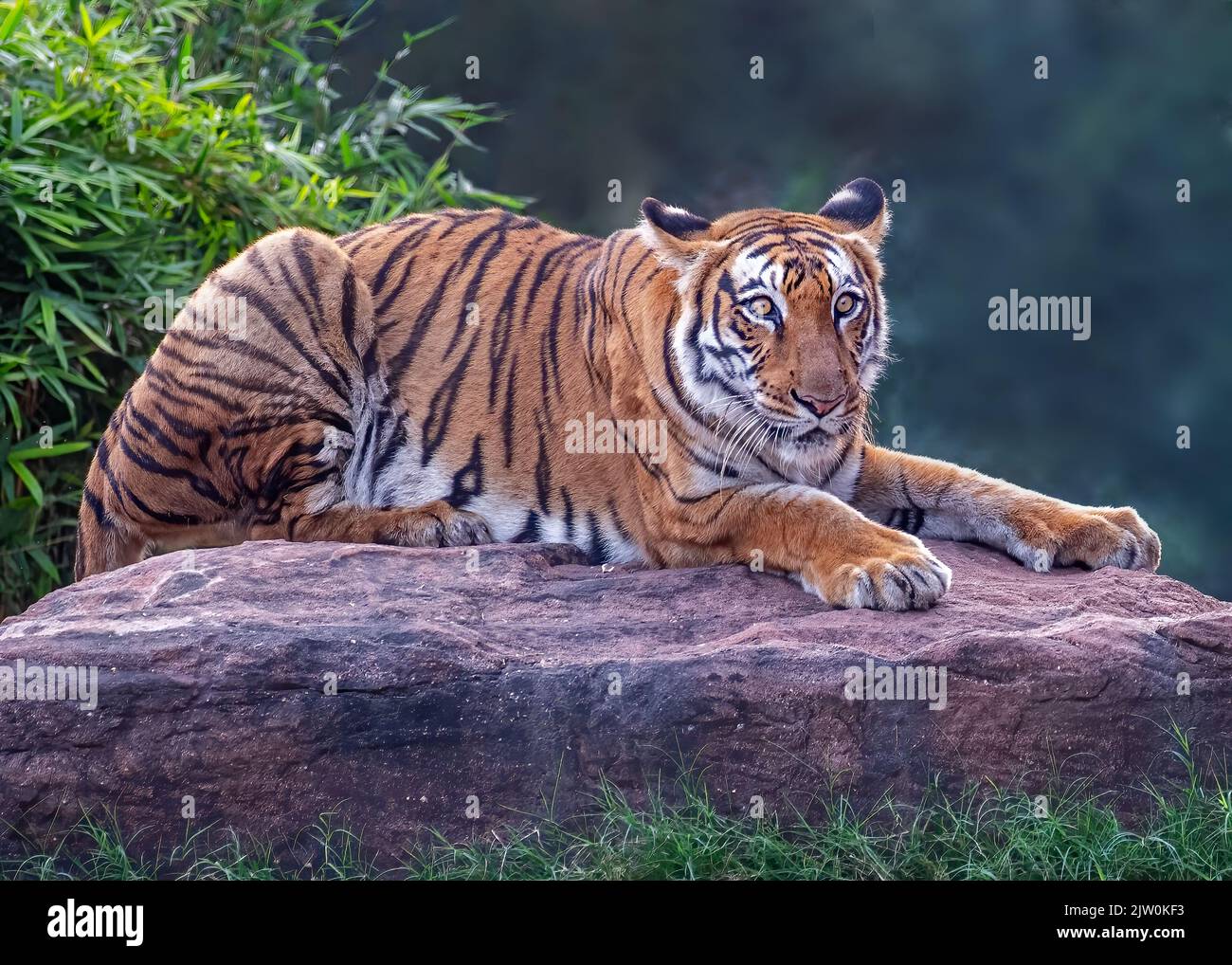 Resting On Rocks Tiger resting on rock hi-res stock photography and images - Alamy