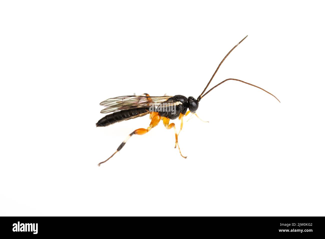 Hymenoptera wasp ichneumonidae Cut Out Stock Images & Pictures - Alamy