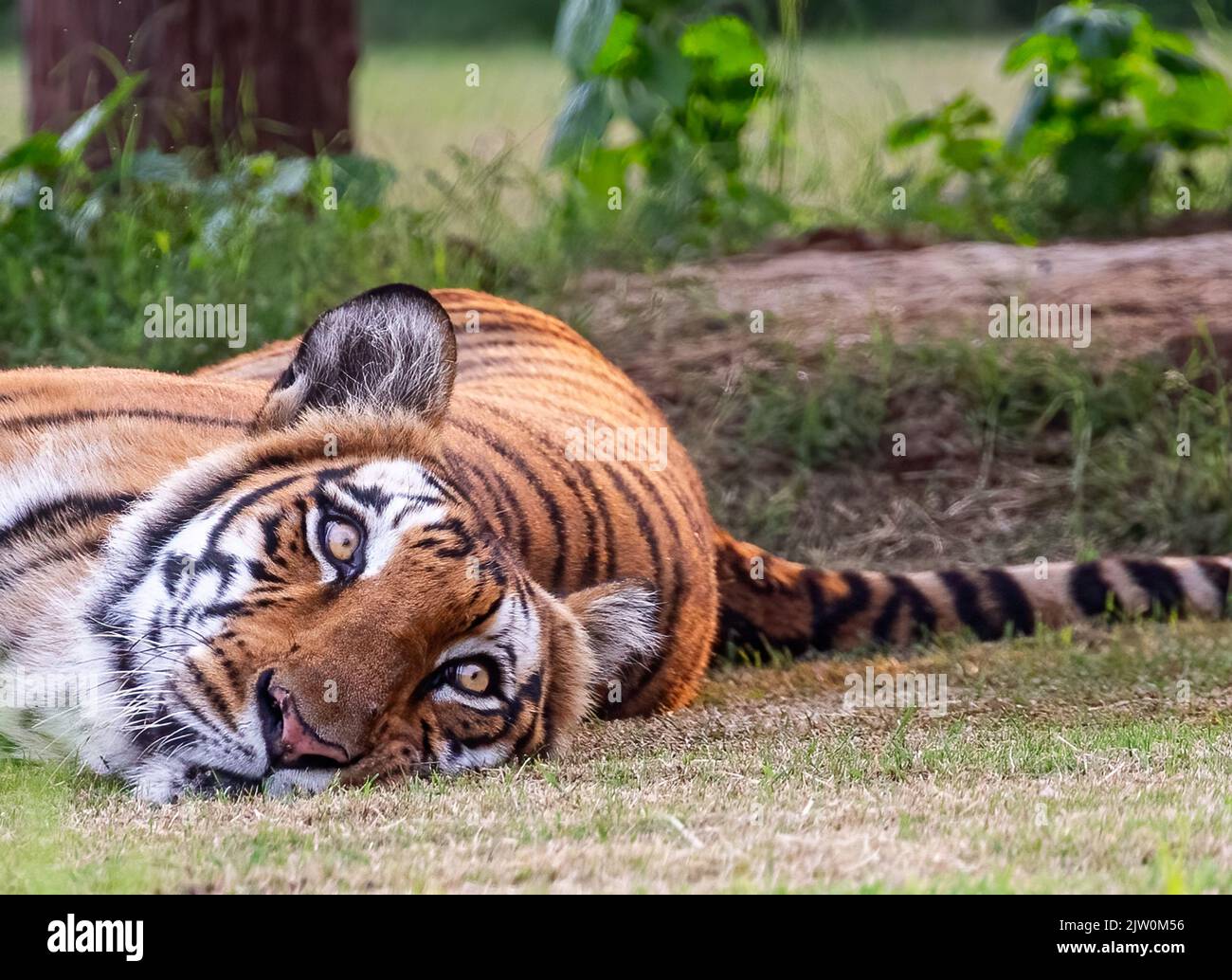 A Bengal Tiger lying on ground with its eyes open Stock Photo