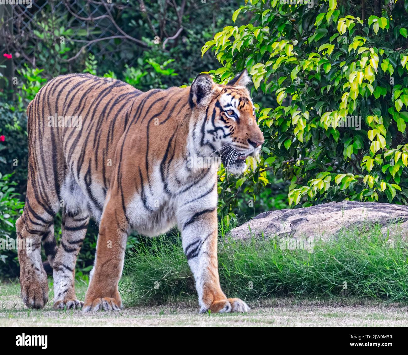 A Bengal Tiger walking on ground in woods Stock Photo Alamy