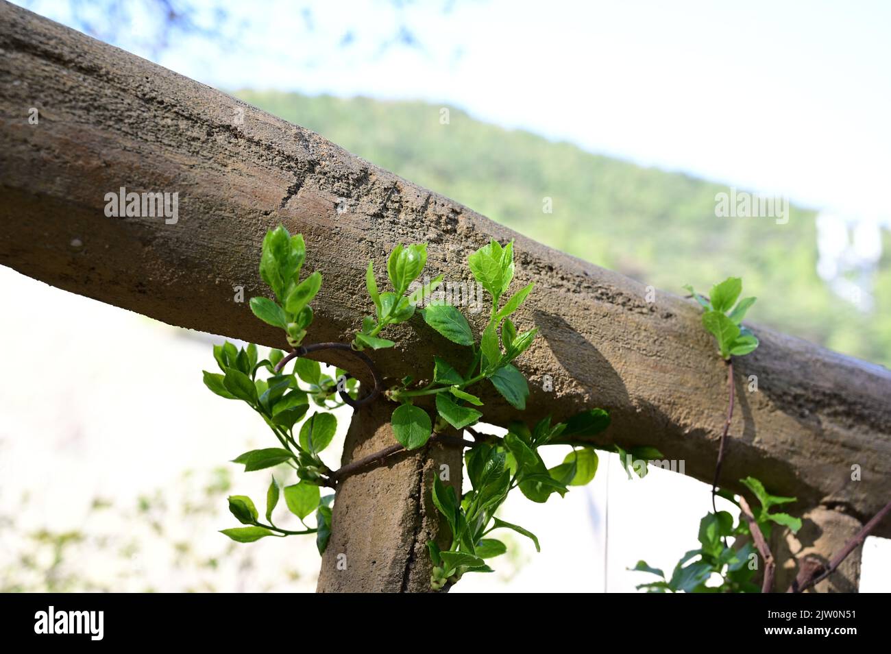 A closeup shot of green leaves rotated on the wood Stock Photo