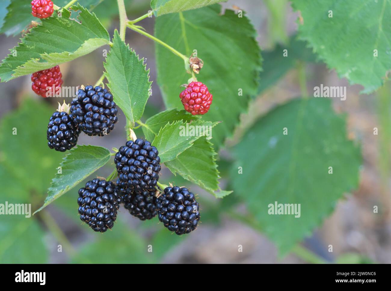 A bunch of fresh blackberries in the farm that are gradually ripening