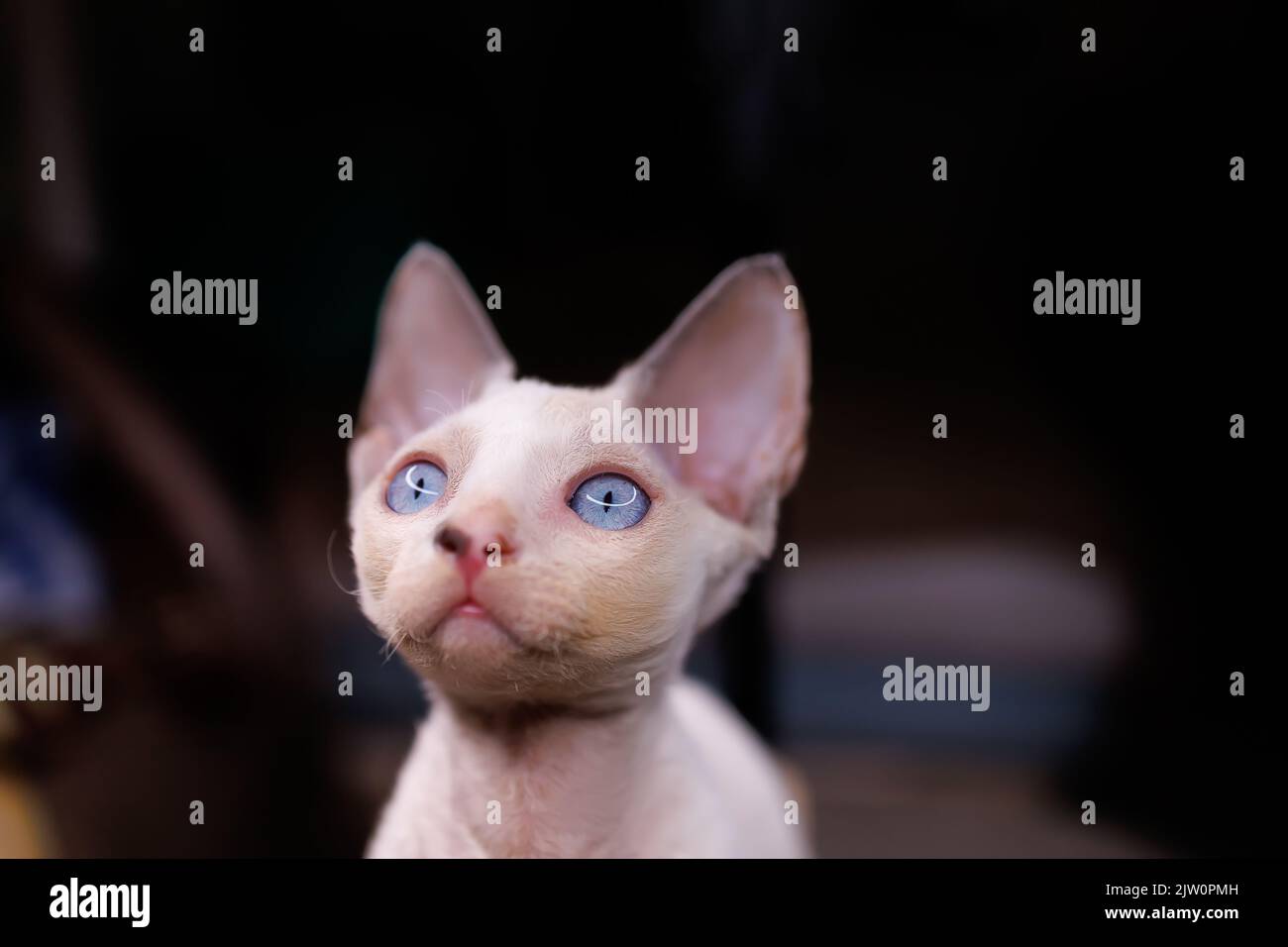 close-up muzzle of a small Devon Rex cat Stock Photo
