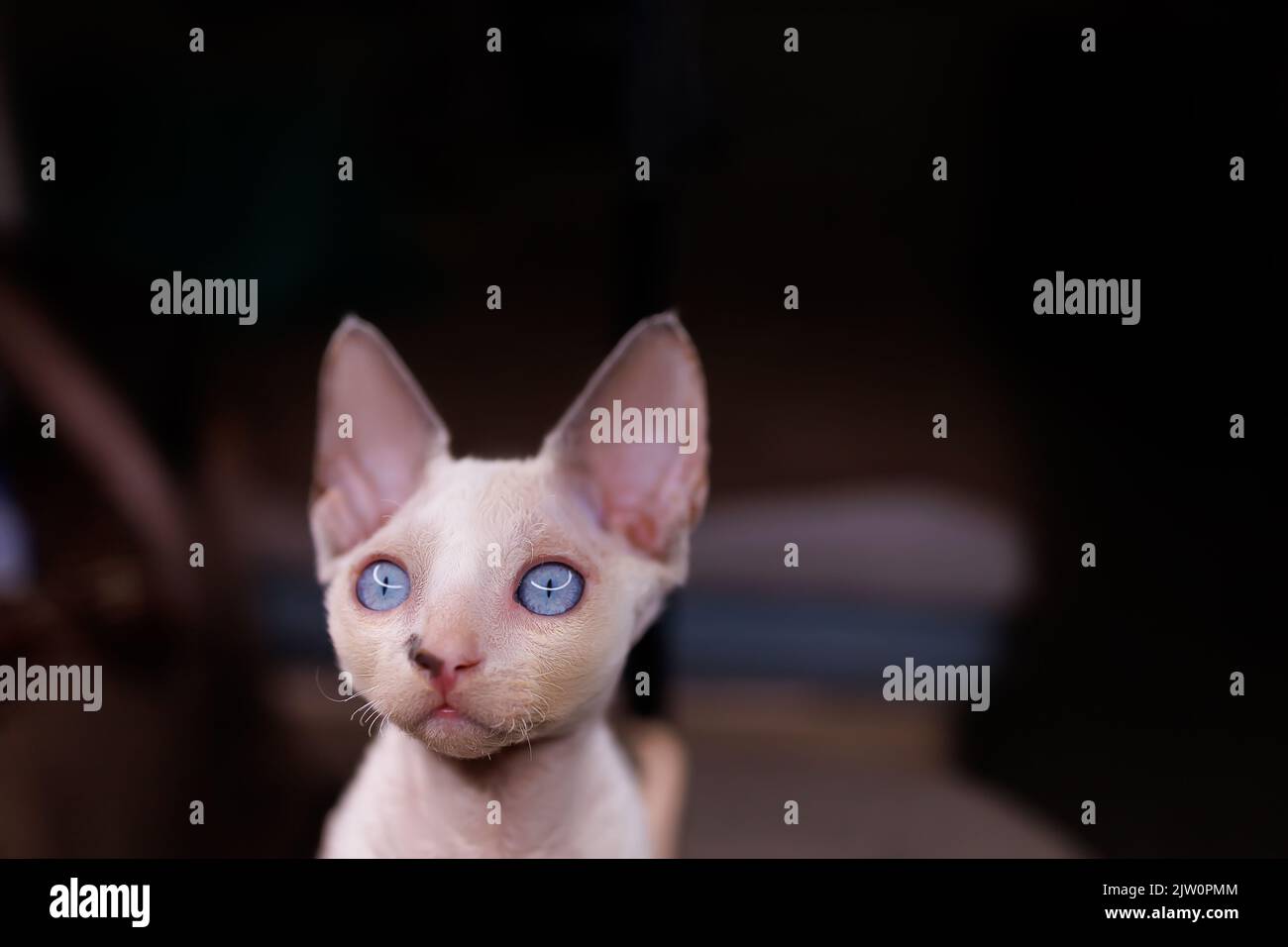 close-up muzzle of a small Devon Rex cat Stock Photo
