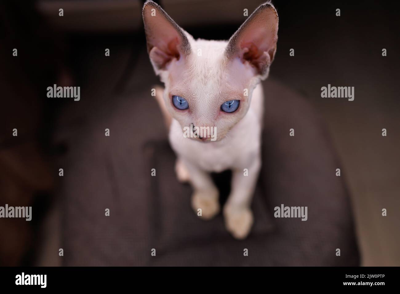 white kitten of white color sitting on a chair Stock Photo - Alamy