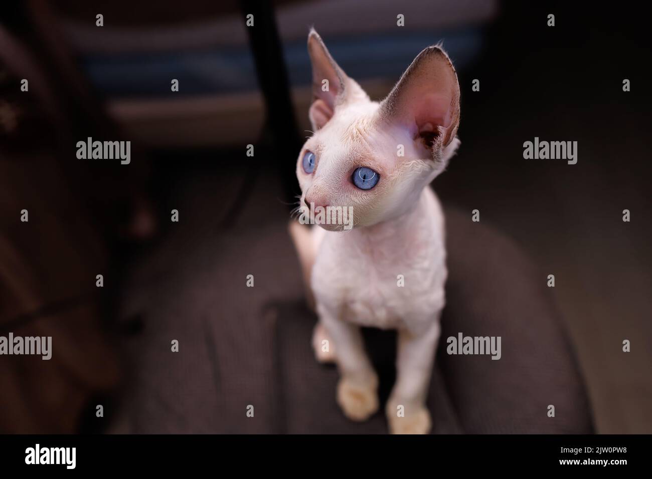 Devon Rex kitten looks away with a surprised look Stock Photo