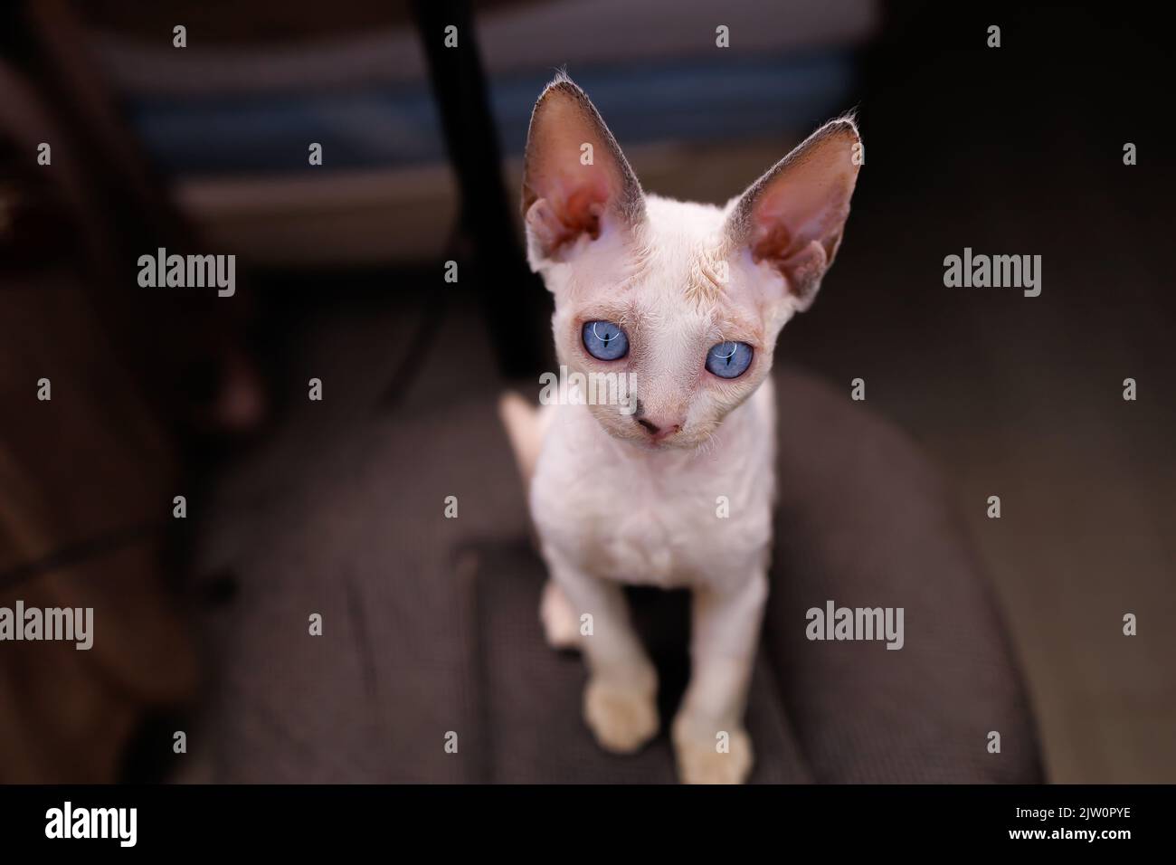 Devon Rex kitten looks away with a surprised look Stock Photo