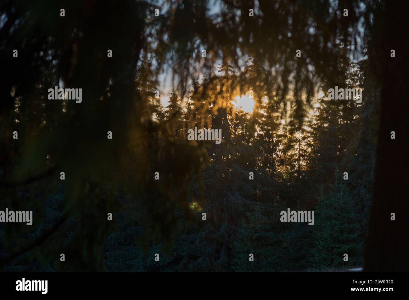 Radiating evening sun Through the Clouds in the forest, orange sunset disc in the mountains Stock Photo
