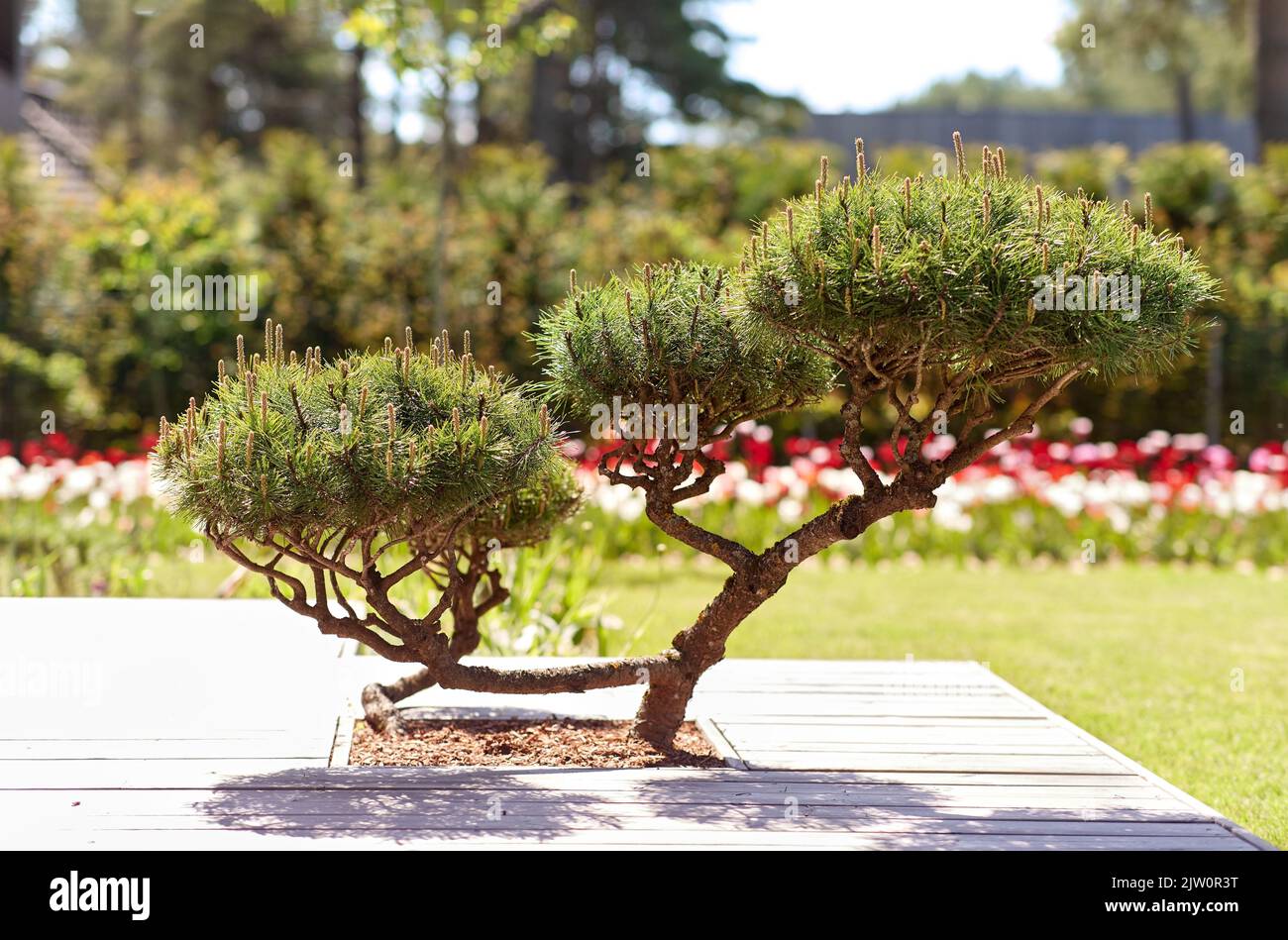 close up of bonsai or pine tree at summer garden Stock Photo