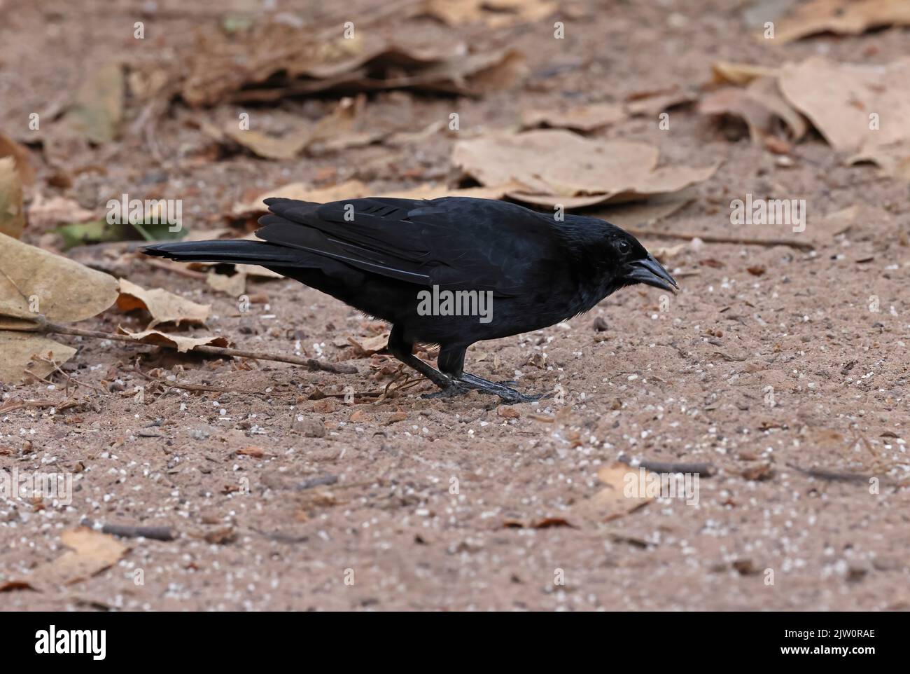 Chopi Blackbird (Gnorimopsar chopi chopi) adult feeding on the ground Pantanal, Brazil.     July Stock Photo