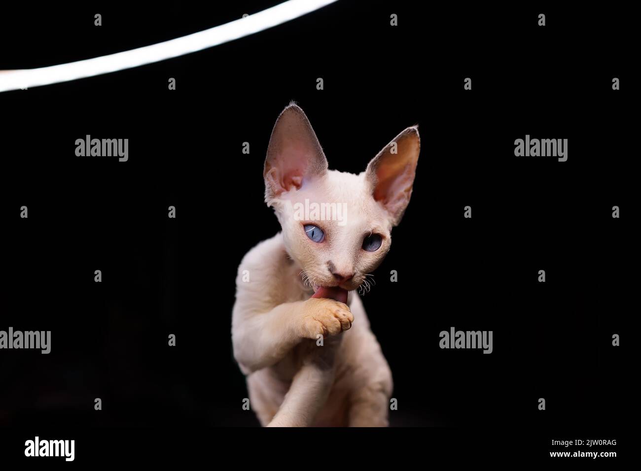 purebred Devon Rex kitten on a black background licks its paw Stock ...
