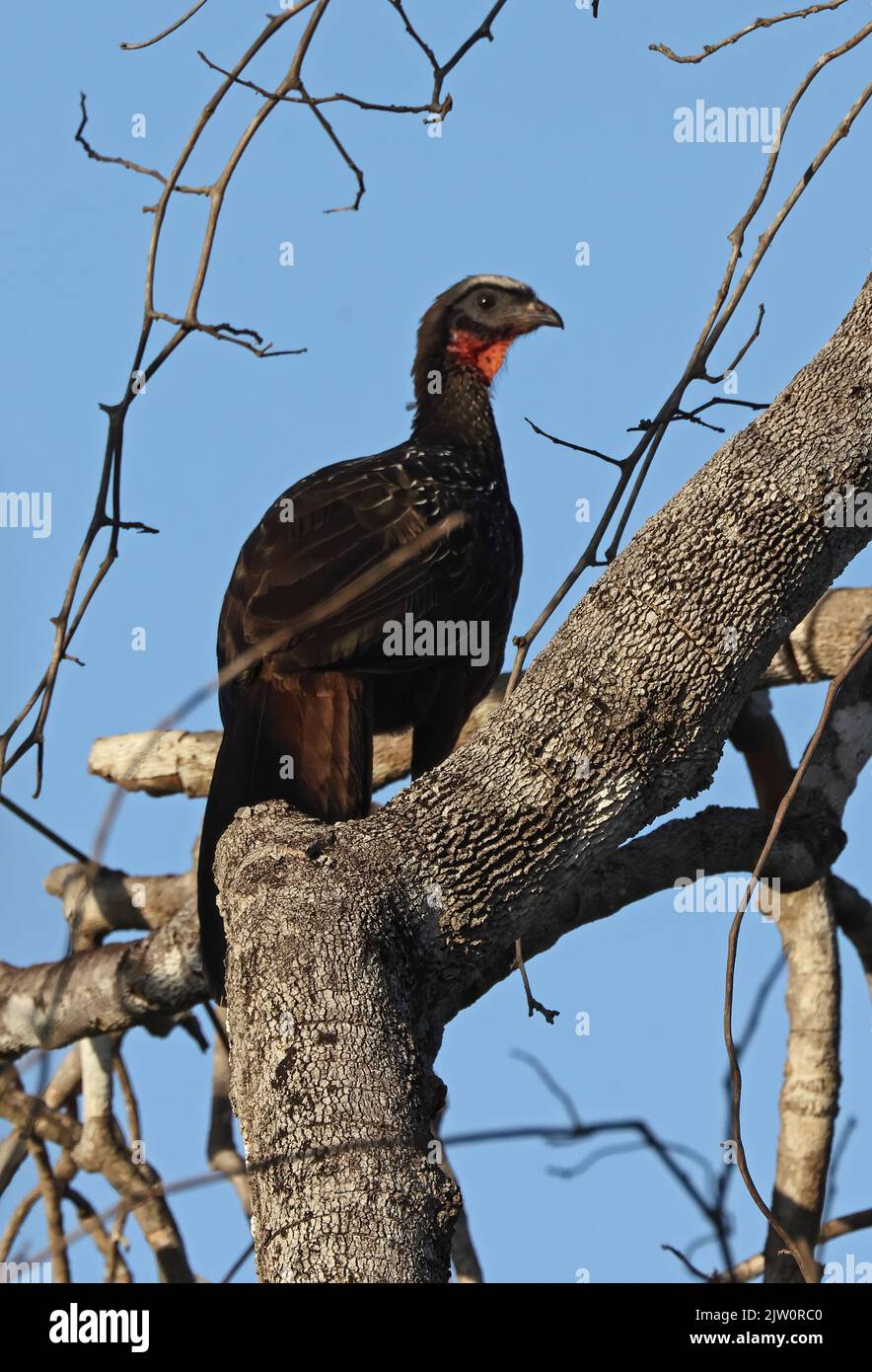 Chestnut-bellied Guan (Penelope ochrogaster) adult perched in tree ...