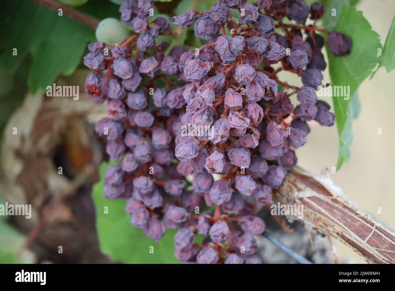 dried red Grapes on the Vine Stock Photo