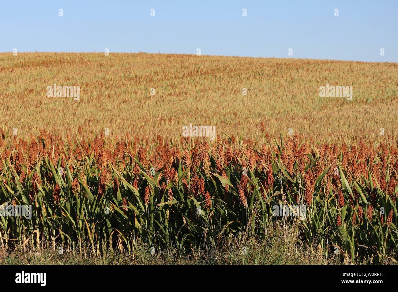great Millet field in Autumn Stock Photo