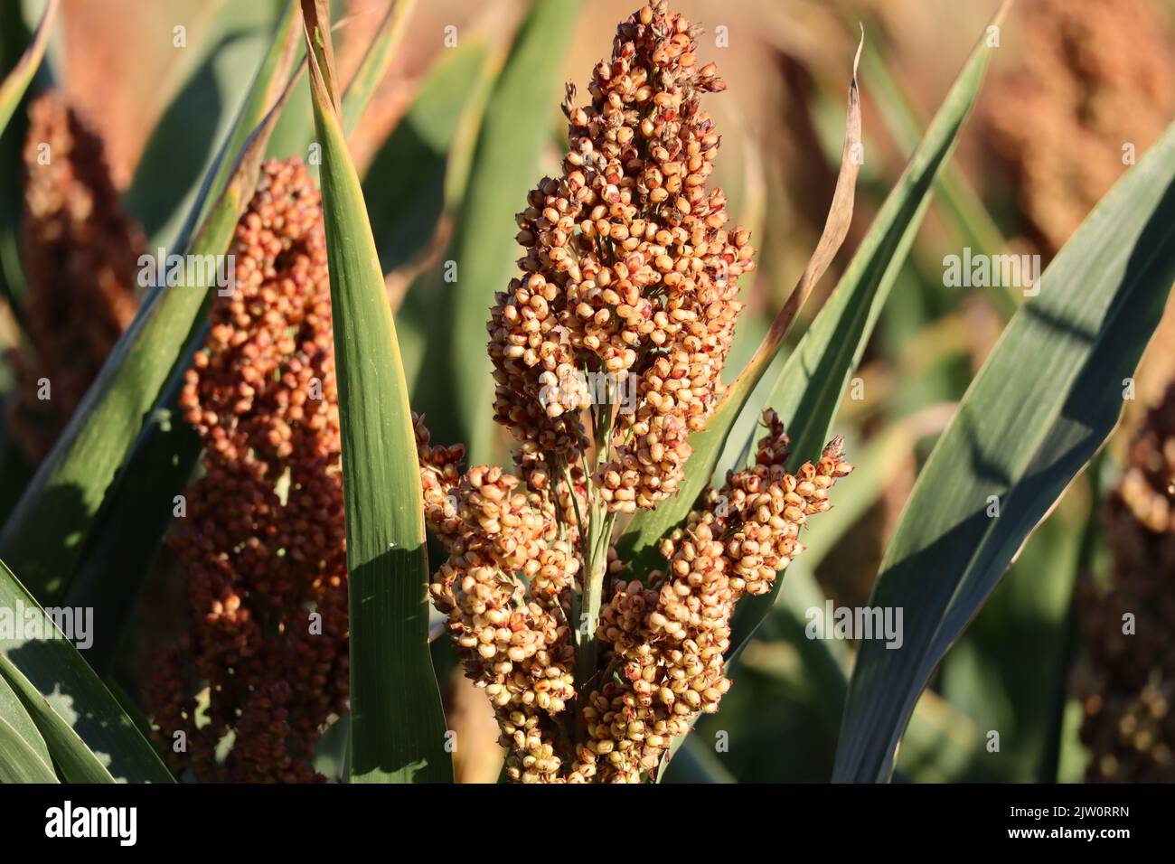 beautiful great Millet in Autumn Stock Photo