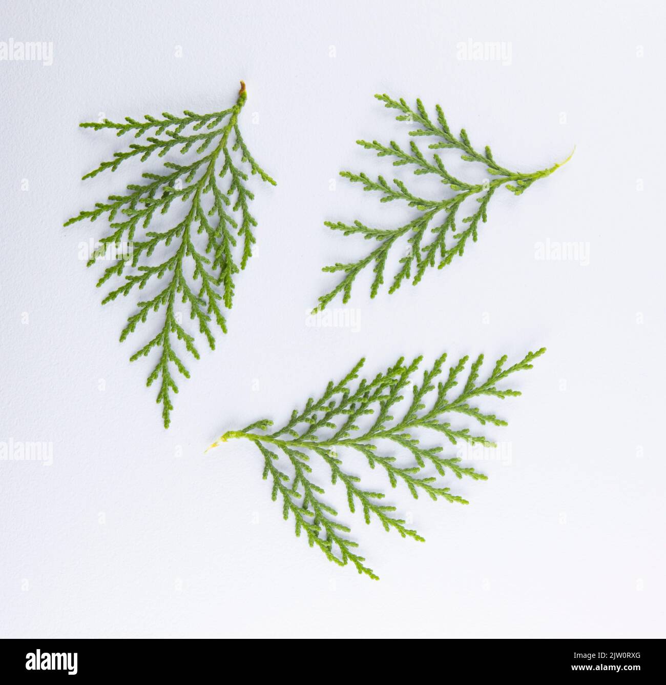 Branch of green thuja, collection thuja  with 3 piece on a white background Stock Photo