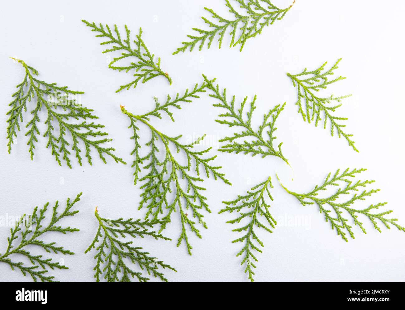 Branch of green thuja, collection thuja on a white background Stock Photo