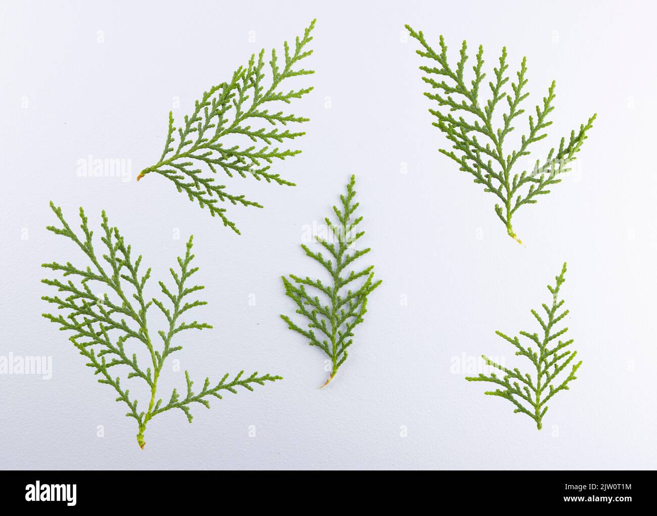 Branch of green thuja, collection thuja  with 5 piece on a white background Stock Photo