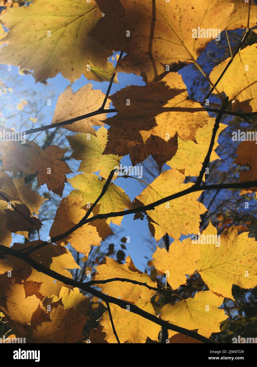 photo of a tree branch with autumn leaves on a blue sky background. Stock Photo