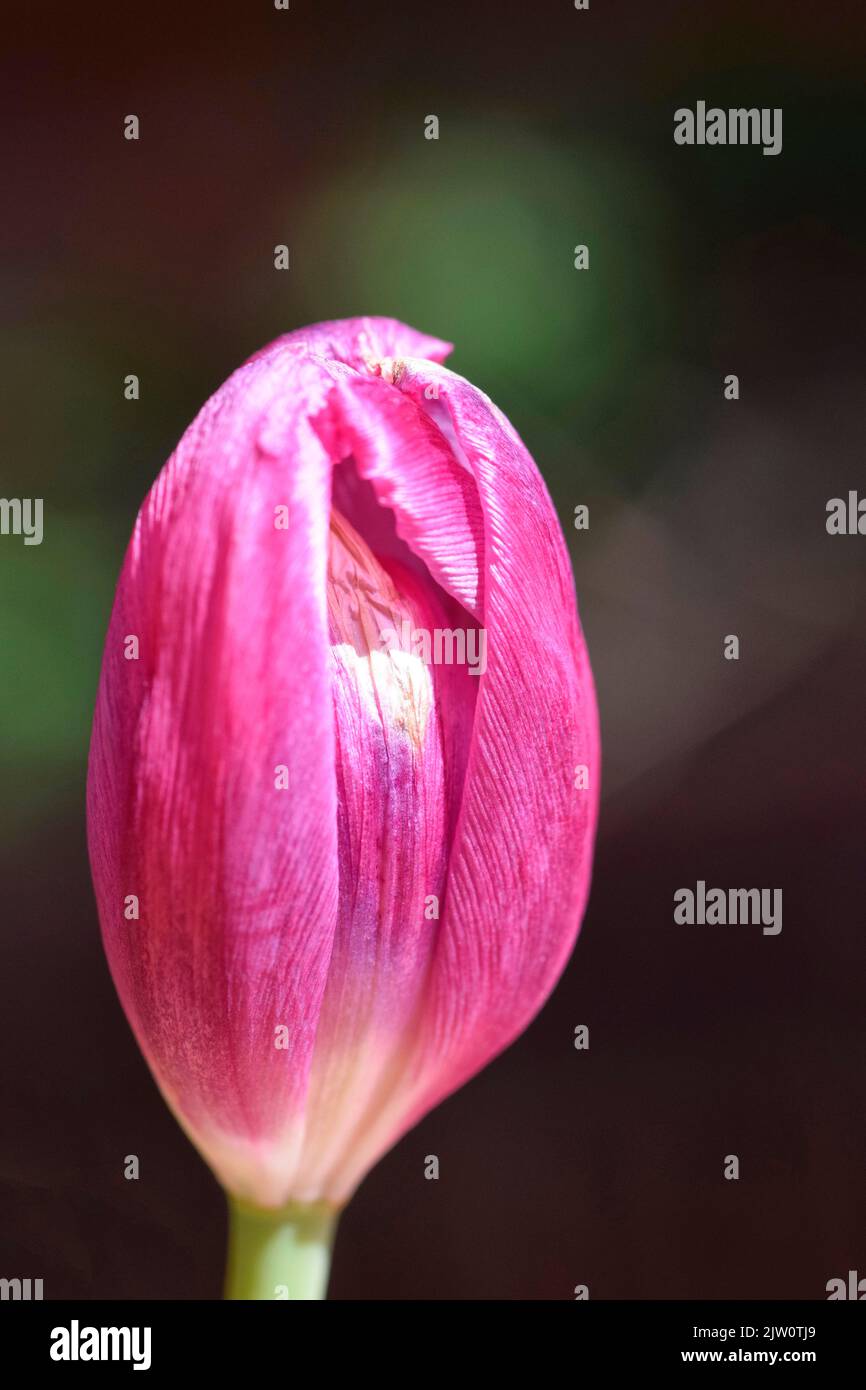 pink tulip flower Stock Photo