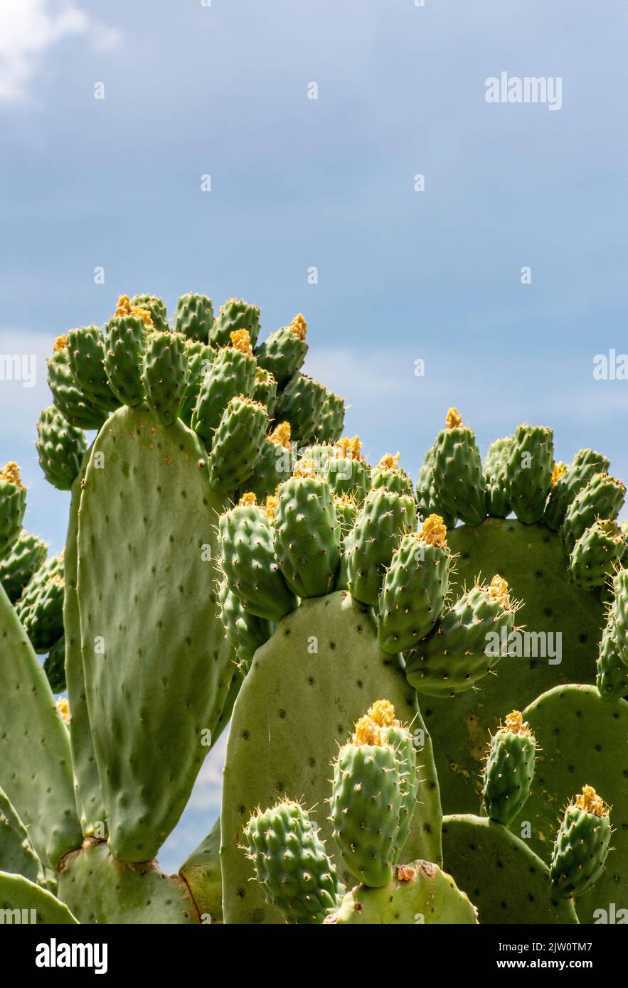 prickly pears growing wild on the island of zante or zakynthos in the  ionian sea in greece, succulent prickly pear tree, zakynthos floran and  fauna Stock Photo - Alamy