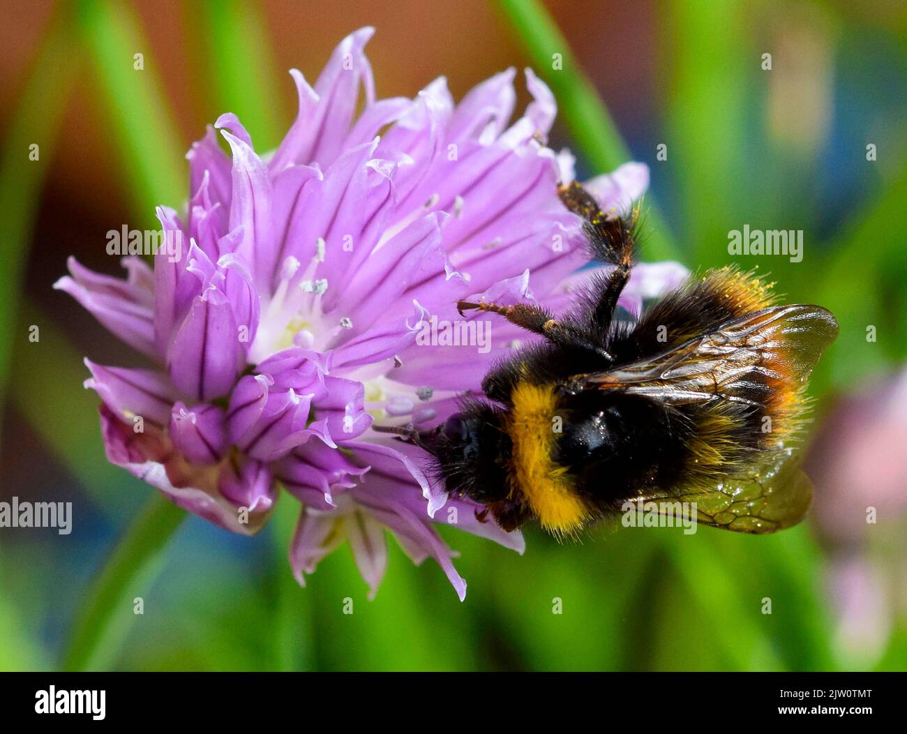 Bee pollinating chive flowers hi-res stock photography and images - Alamy