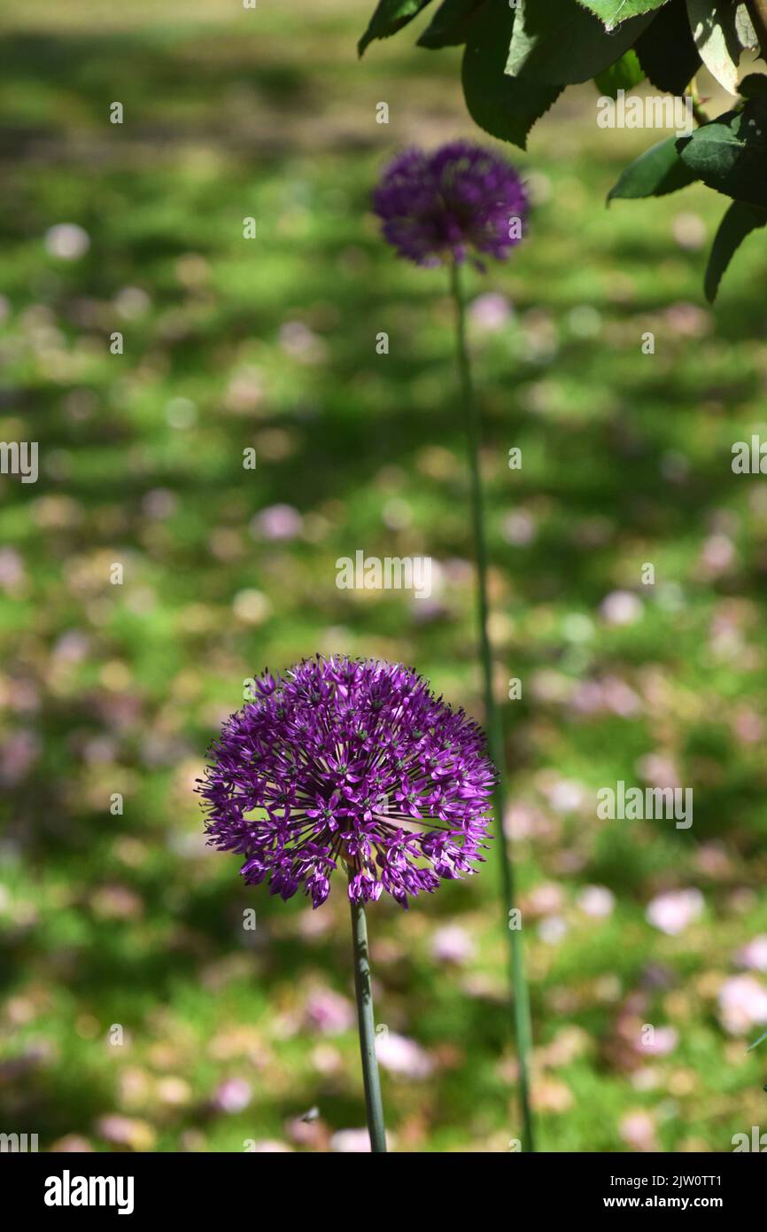 two flower heads of purple allium Stock Photo