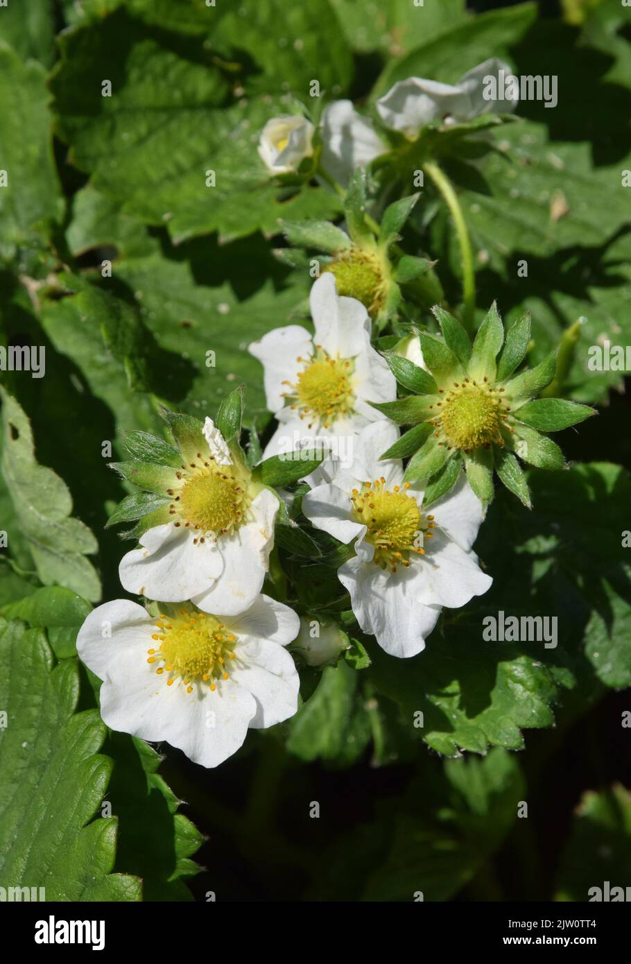 Strawberry growing leaves flowers hi-res stock photography and images ...