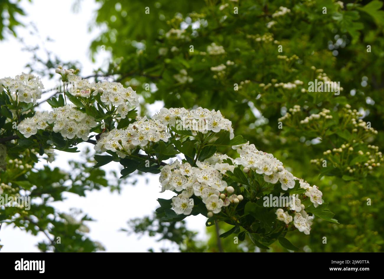 white spring blossom Stock Photo