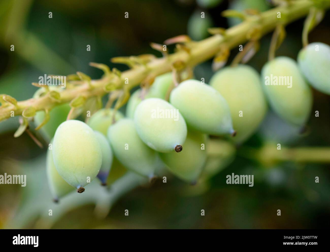 green mahonia berries Stock Photo