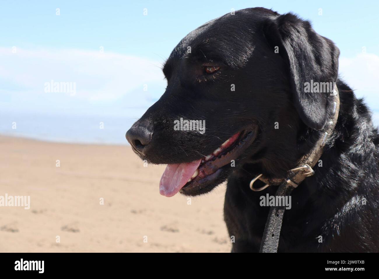 a close-up portrait of a black labrador at sea. dog on the beach Stock Photo