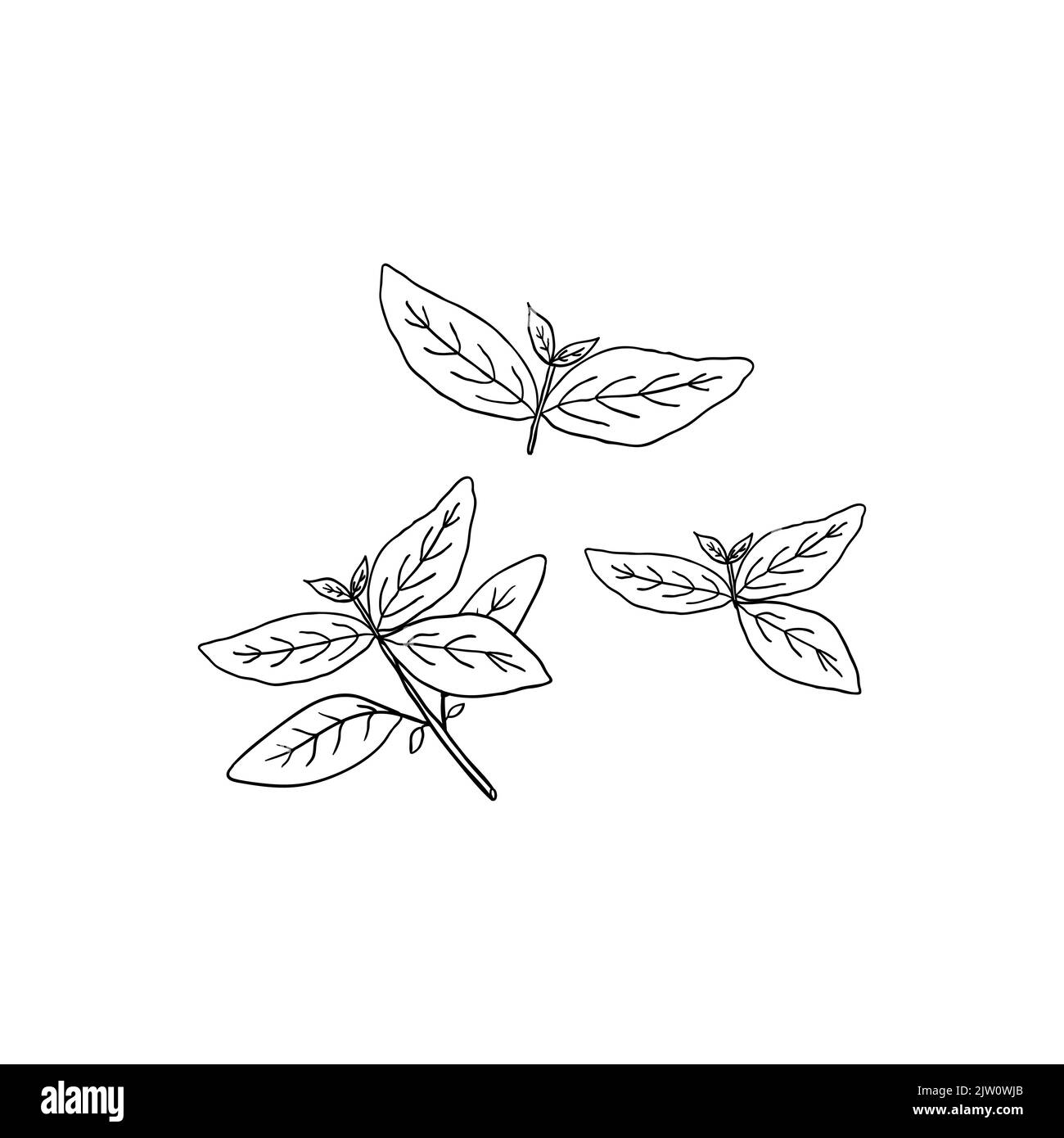 Hand drawn outline basil herb isolated on white background Stock Vector