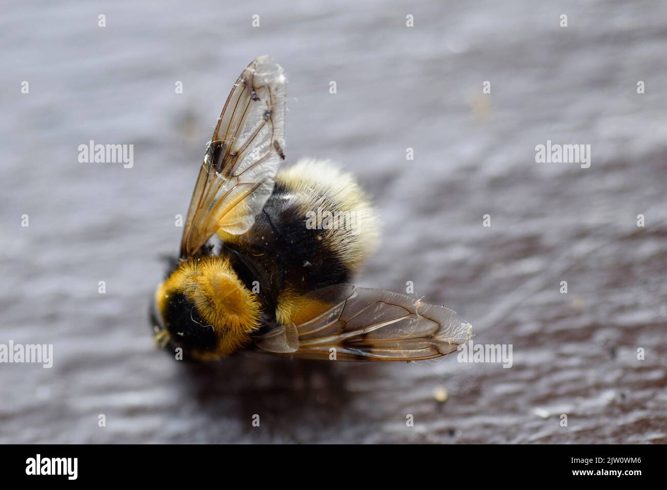 dead bee Stock Photo