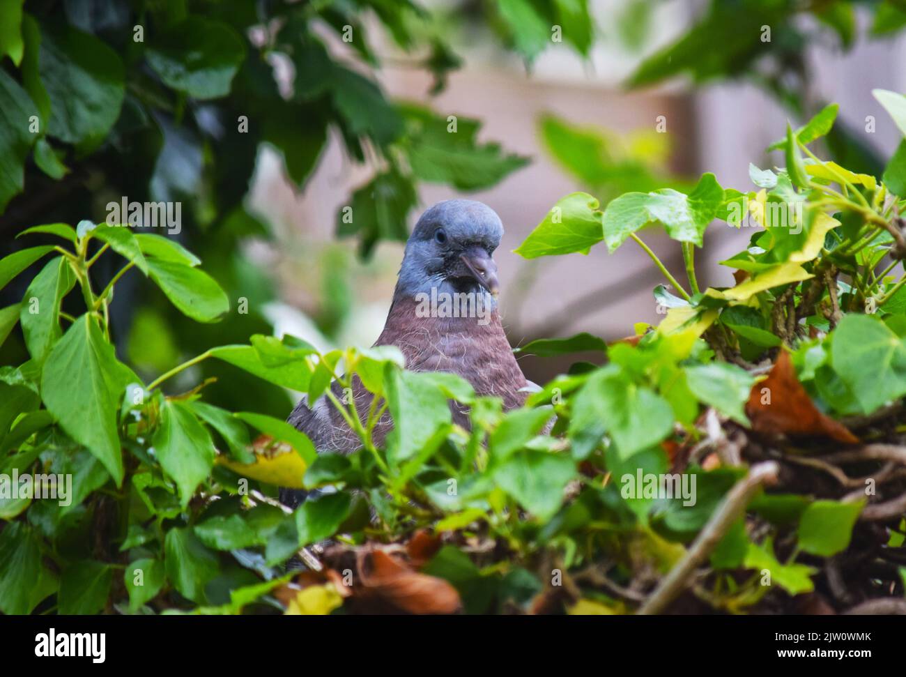 juvenile wood pigeon Stock Photo Alamy