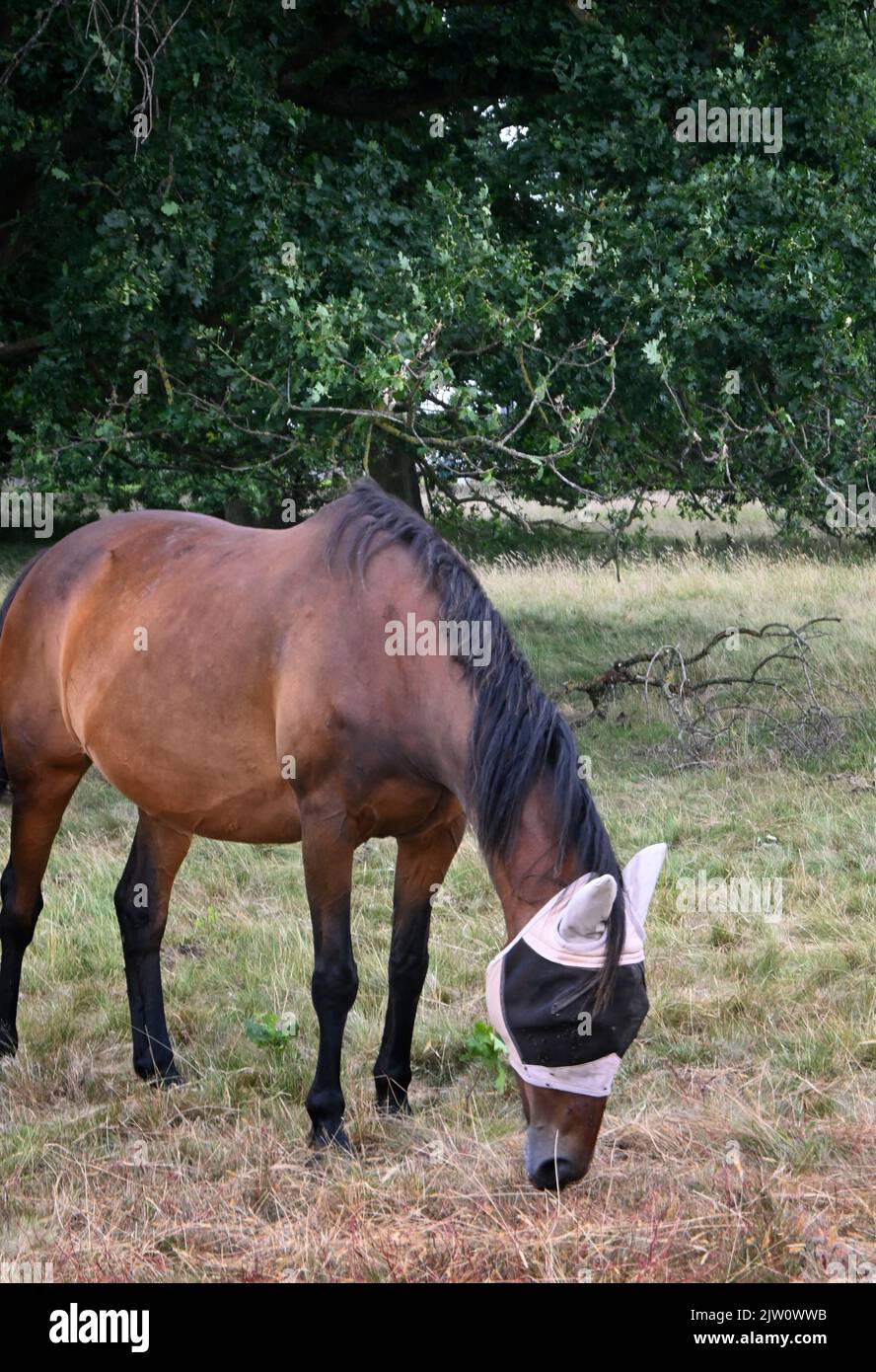 horse wearing fly mask Stock Photo