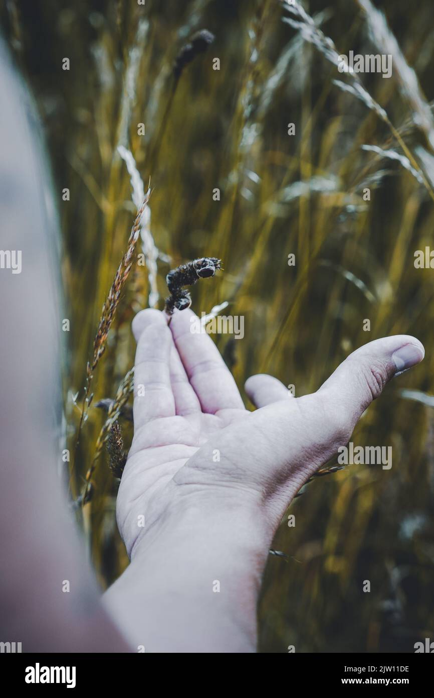 Insect in persons hand hi-res stock photography and images - Alamy