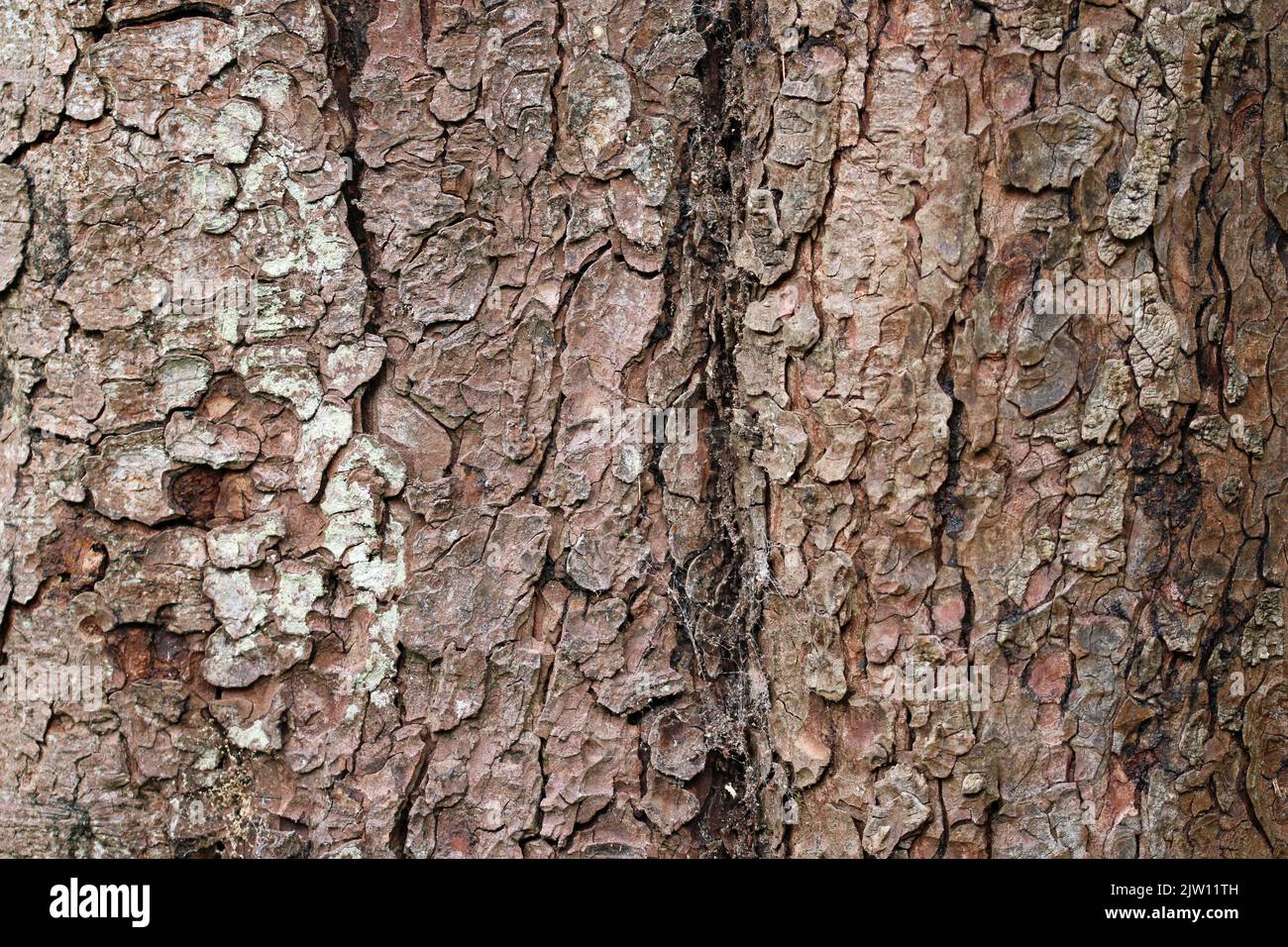 Horse chestnut, Aesculus hippocastanum, tree bark with crack in close up which could be used as a background or texture. Stock Photo