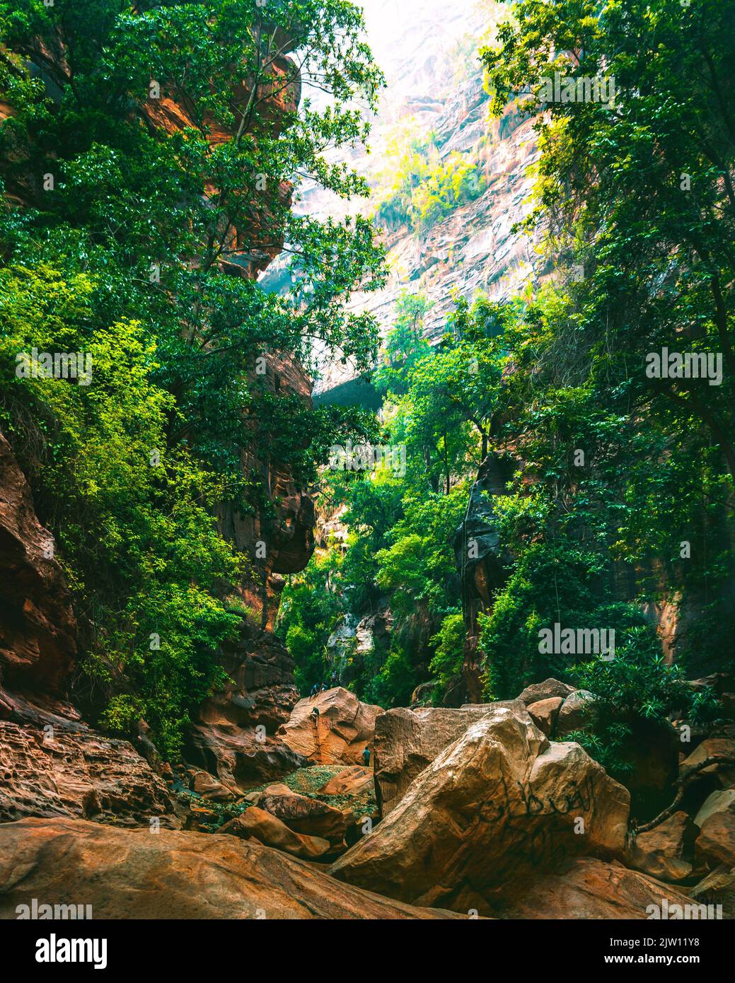 A narrow valley with hanging trees in Wadi Lajab, Saudi Arabia Stock