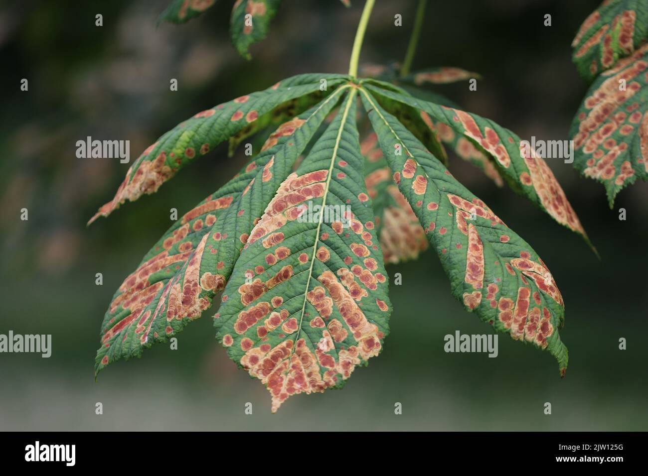 Horse chestnut, Aesculus hippocastanum, tree leaves covered in the mines of the Horse Chestnut leaf mining moth, Cameraria ohridella, with a blurred b Stock Photo