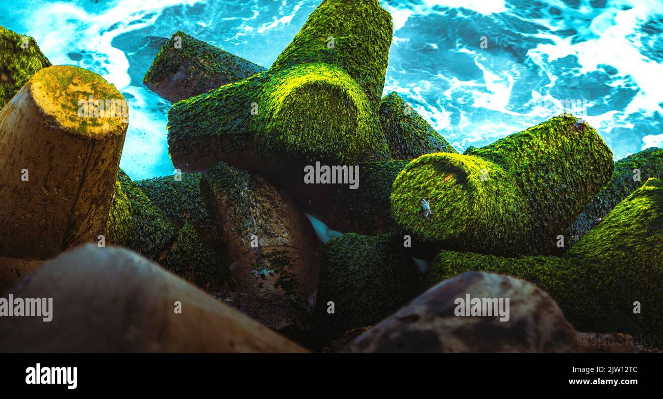 Algae grows on stone formations at the sea. Stock Photo