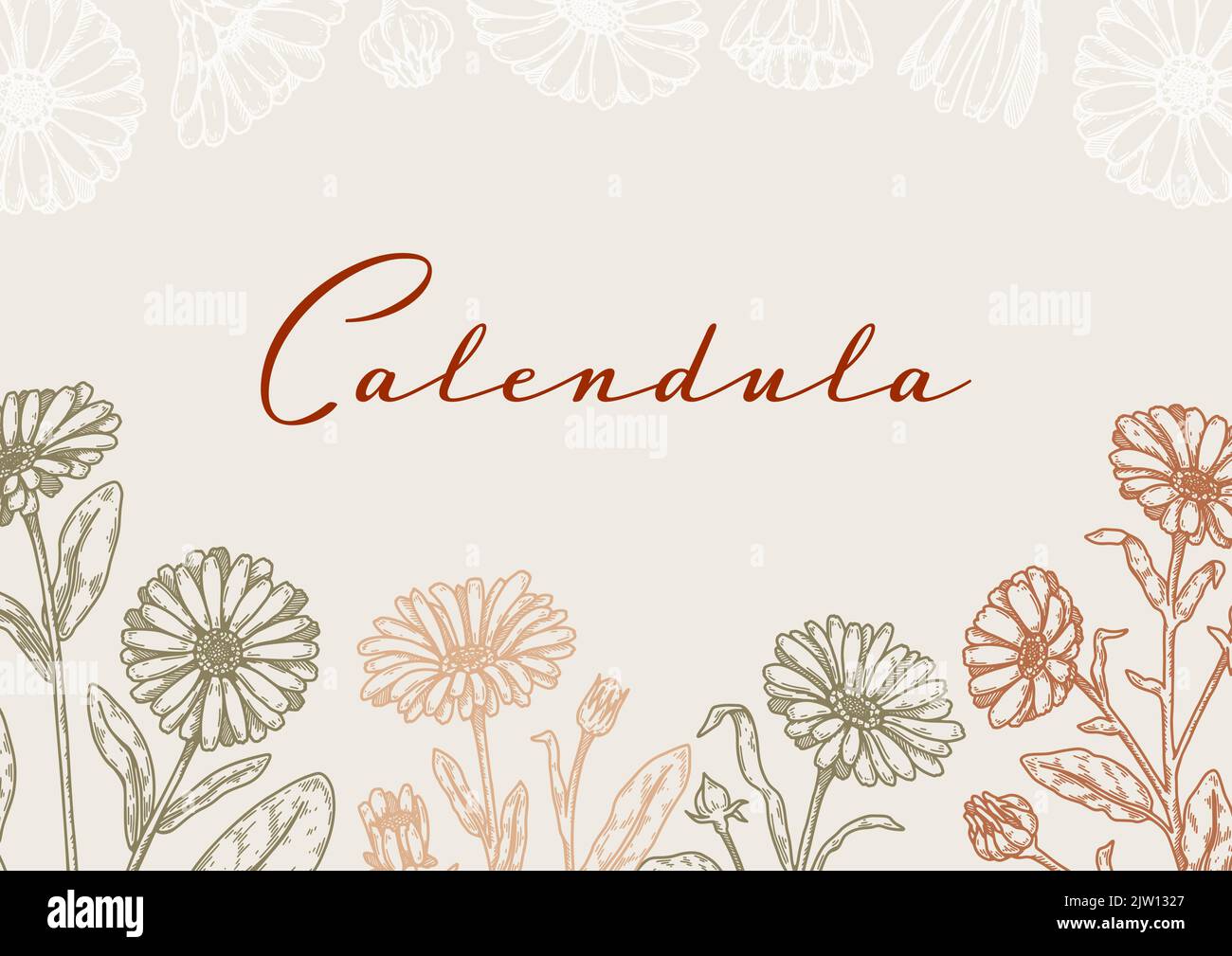 Calendula horizontal packaging design with hand drawn elements. Vector ...
