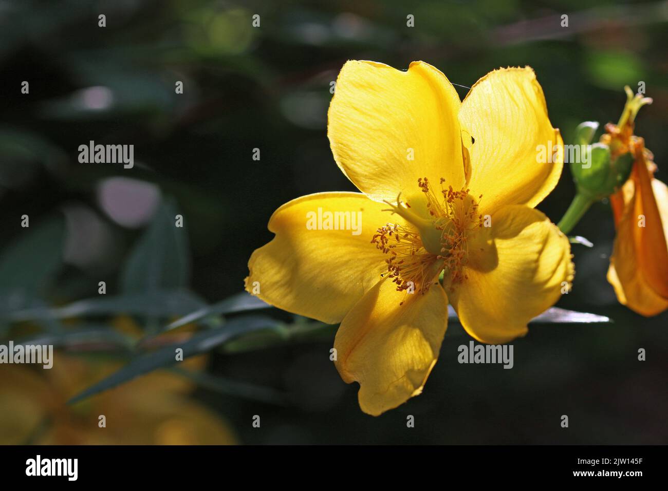 Rose of Sharon, Hypericum species, yellow flower in close up highlighted in a patch of sunlight with a dark blurred background of leaves. Stock Photo